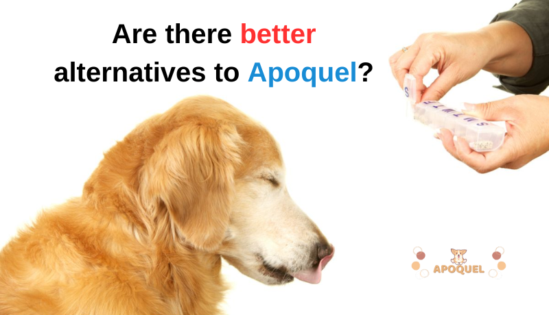 alternatives to Apoquel