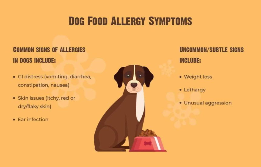Canine Allergy Treatments