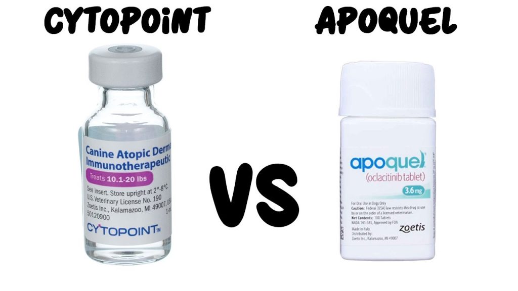 Queries About Apoquel and Cytopoint